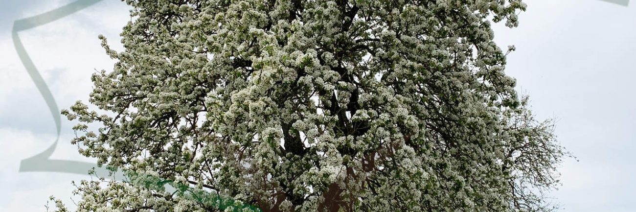Un poirier en pleine floraison, des pieds à la tête.