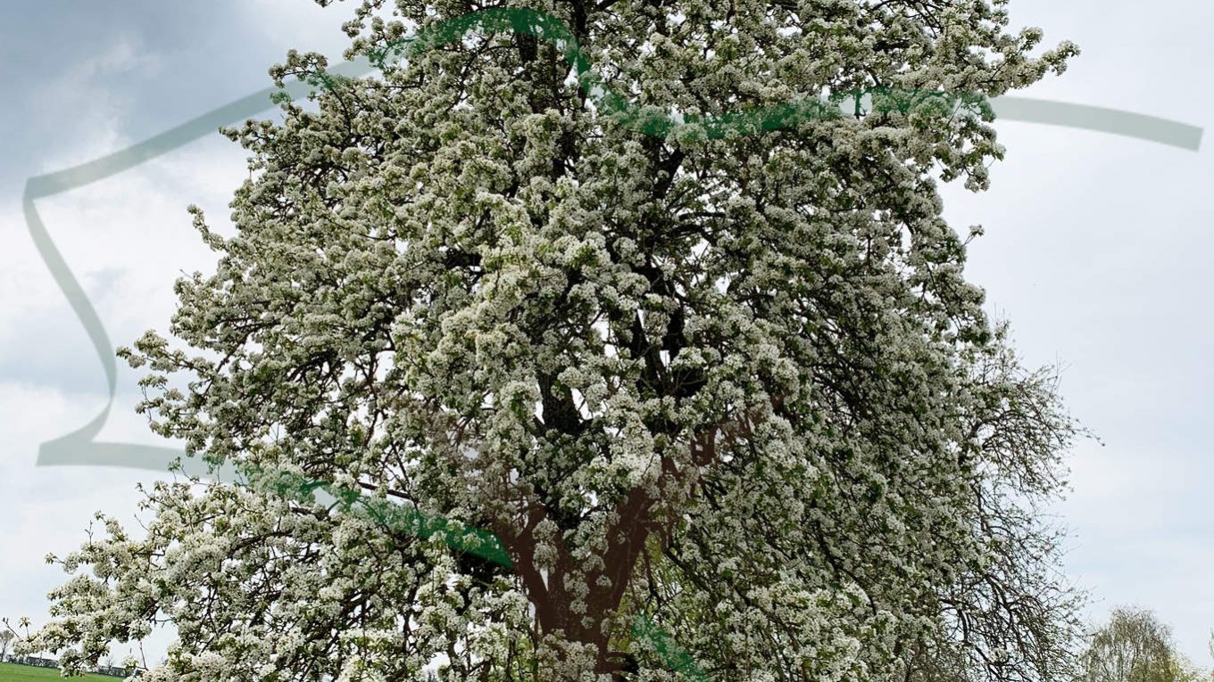 Un poirier en pleine floraison, des pieds à la tête.