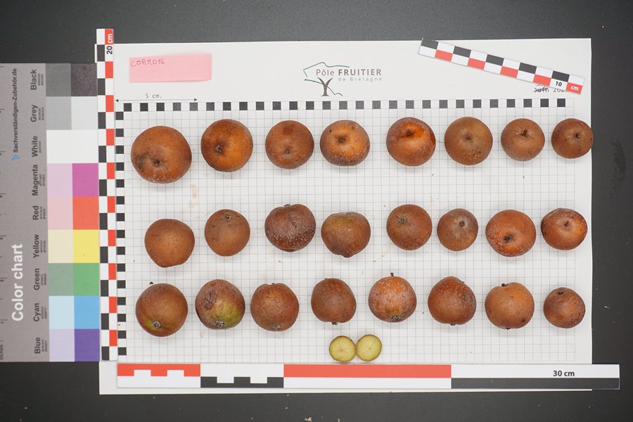 Photo de fruits de cormiers alignés, petites boules de couleur cuivrée, sur une grille de taille et couleur de référence