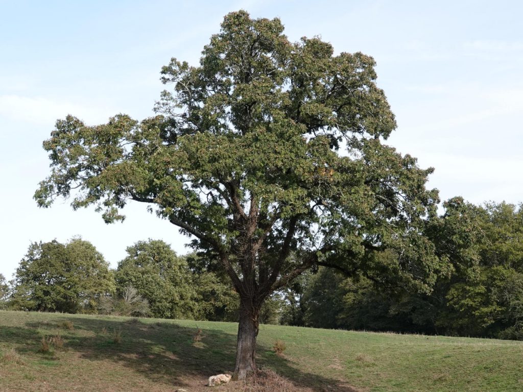 Photo d'un cormier majestueux isolé dans une prairie