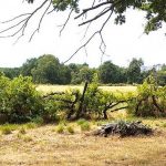 Photo d'une vieille vigne sur un reste de palissage en bordure de jardin/prairie