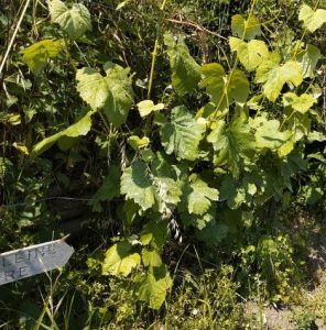 Photo d'un pied de vigne avec un panneau au pied indiquant le nom du cépage : Magdeleine noire des Charentes