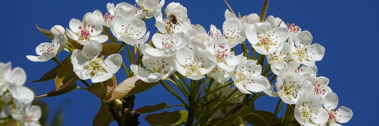 Des fleurs de poirier vues de près, sur fond de ciel bleu, avec un insecte ressemblant à une abeille en train de butiner.