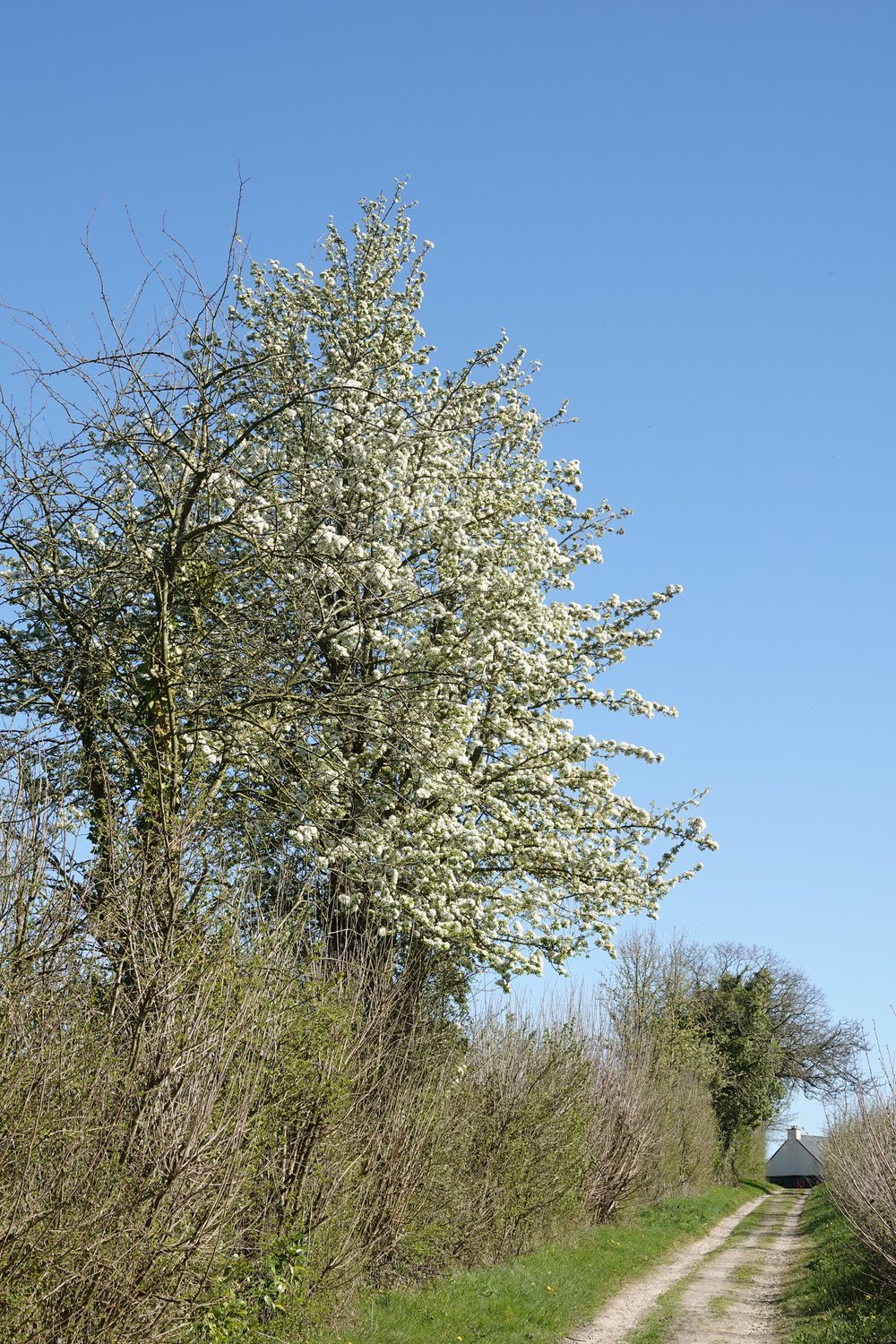 Un grand poirier en pleine floraison, le long d'un chemin.